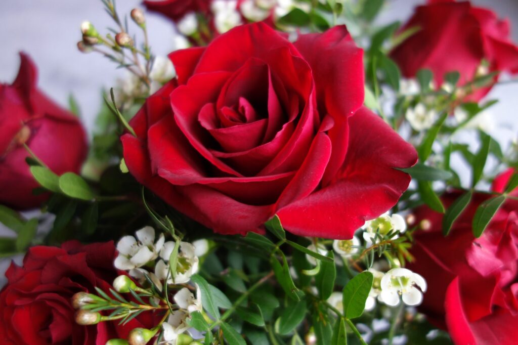 Rose rouge signification en amour, — gros plan bouquet de roses rouges